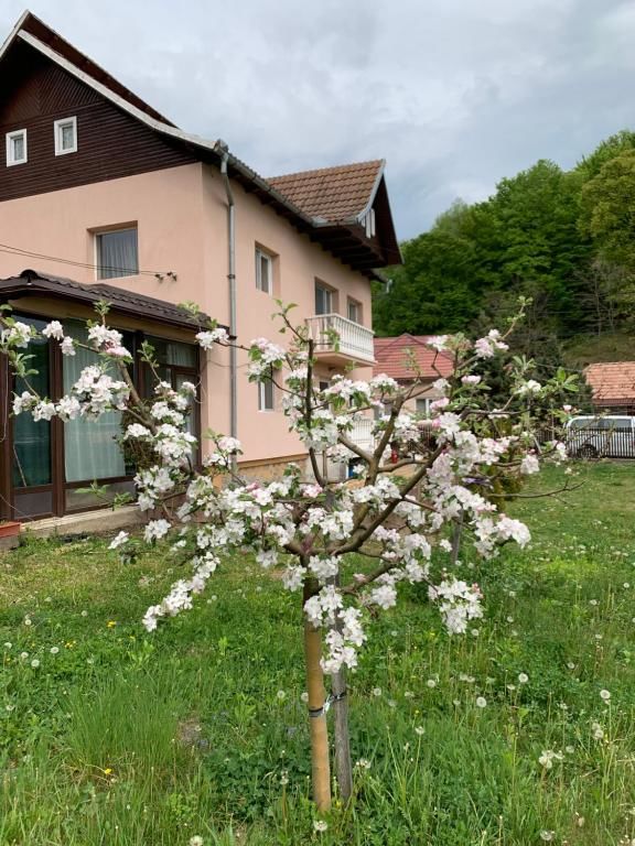 Дома для отпуска Vila Teo Bărăşti